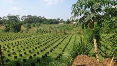 For Sale Tanah Eksklusif di Jonggol, Bogor, LT 90000m²